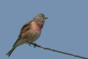 Linotte mélodieuse