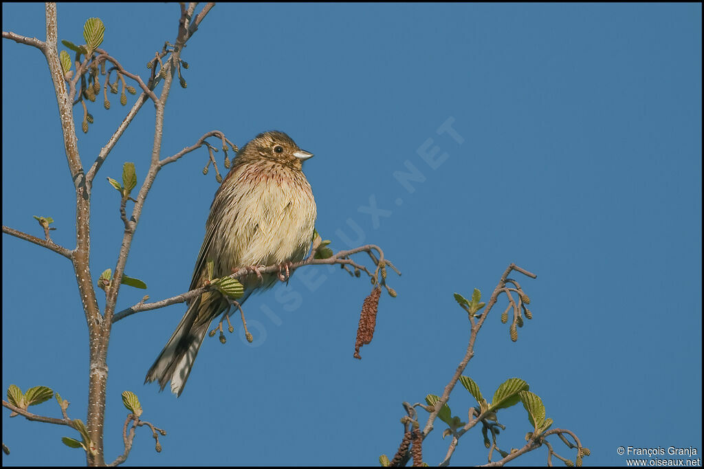 Linotte mélodieuse femelle adulte