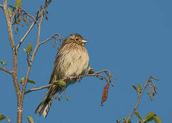 Common Linnet