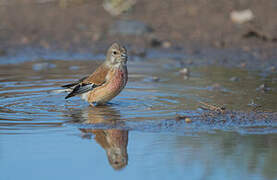 Common Linnet