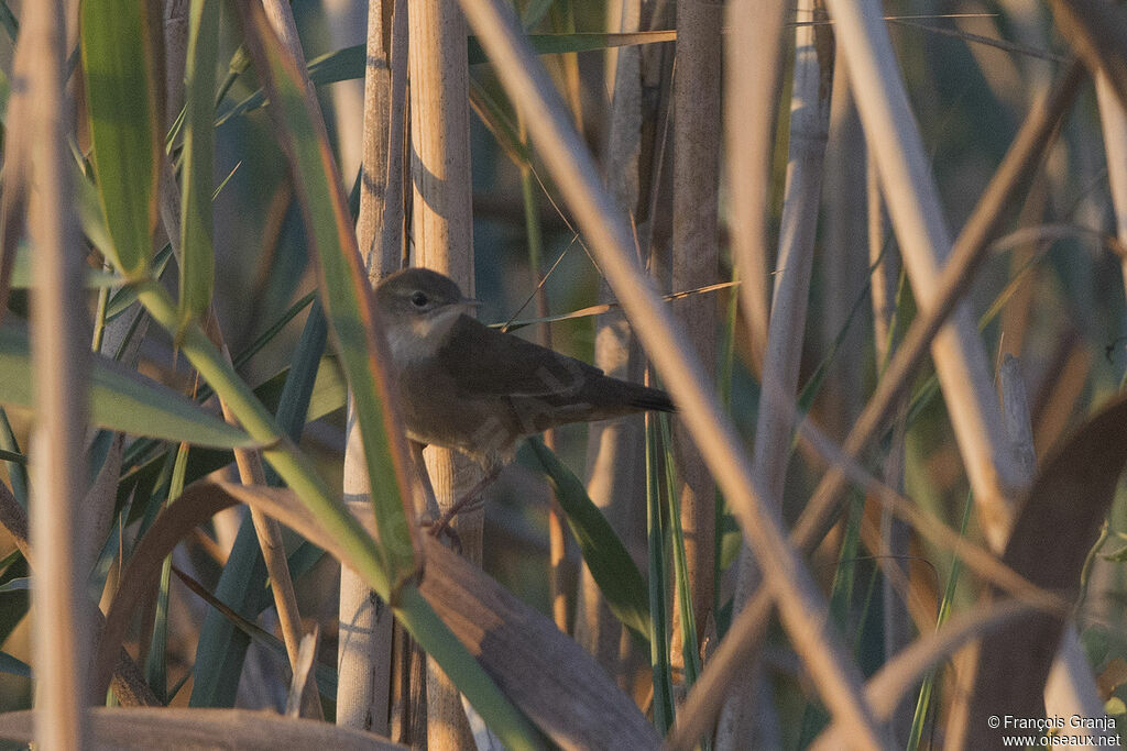 Savi's Warbler