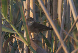 Savi's Warbler