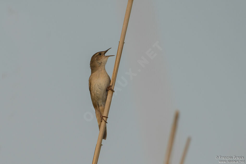 Savi's Warbler