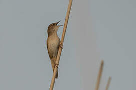 Savi's Warbler