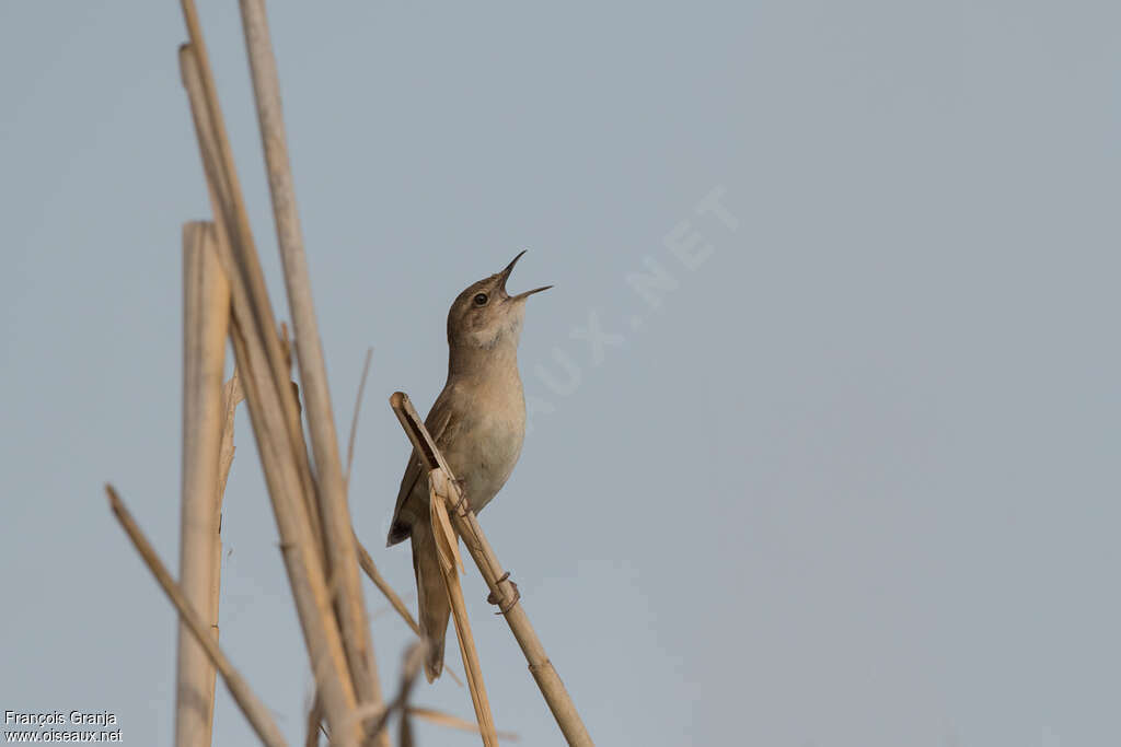 Savi's Warbler male adult, habitat, song