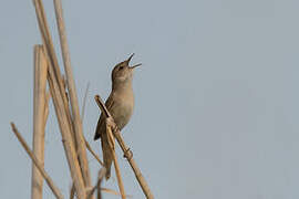 Savi's Warbler