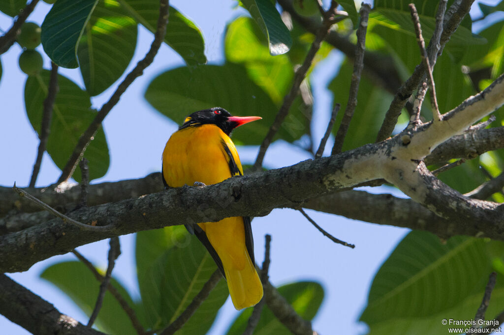 Black-hooded Oriole