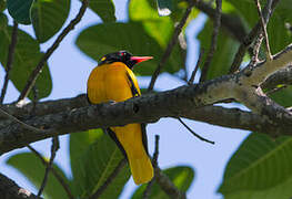 Black-hooded Oriole