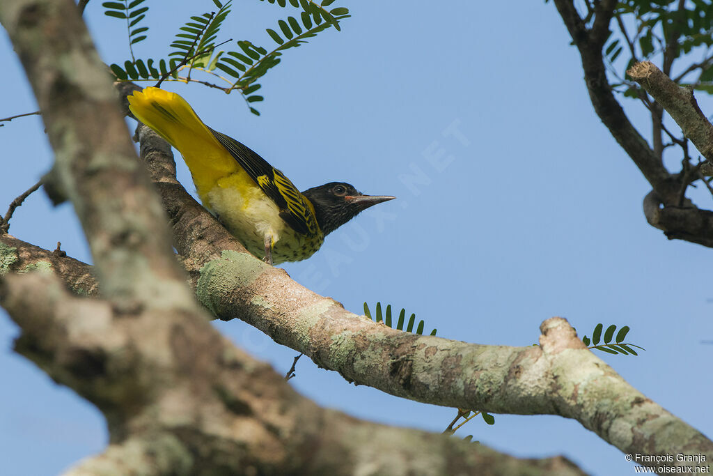 Black-hooded Orioleimmature