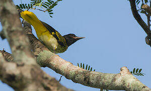 Black-hooded Oriole