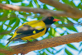 Black-hooded Oriole