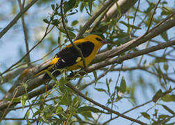 Eurasian Golden Oriole