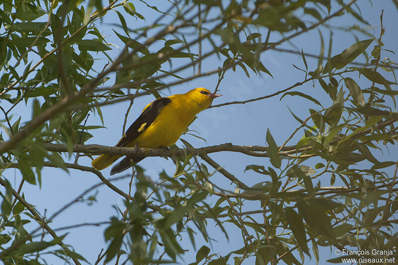 Eurasian Golden Oriole male adult