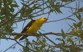 Eurasian Golden Oriole