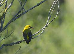 Eurasian Golden Oriole