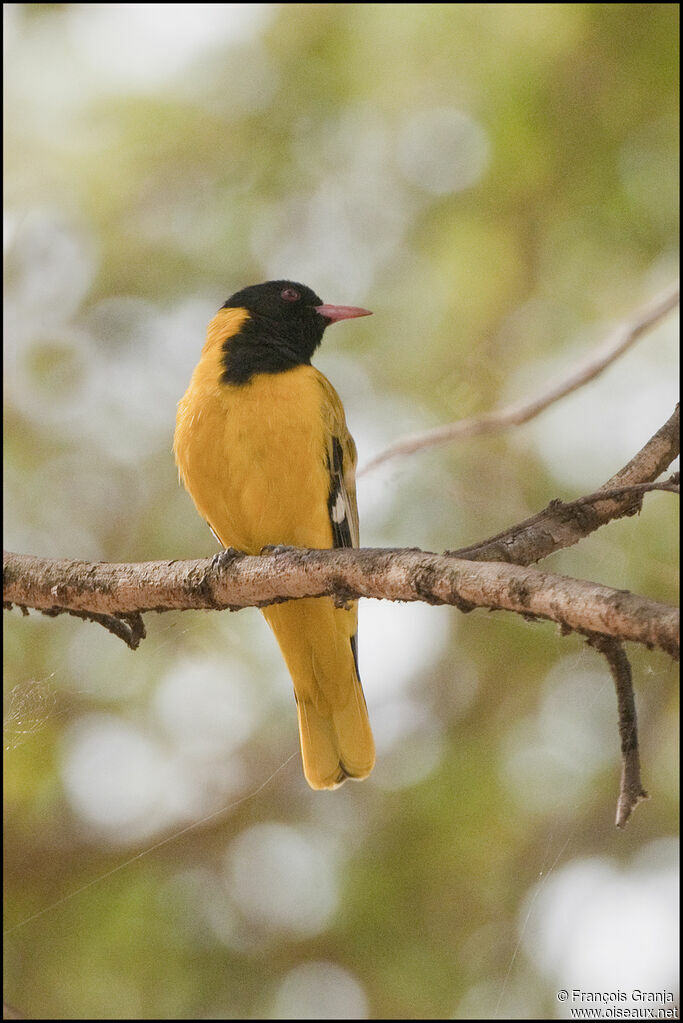 Black-headed Oriole