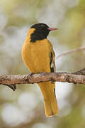 Black-headed Oriole