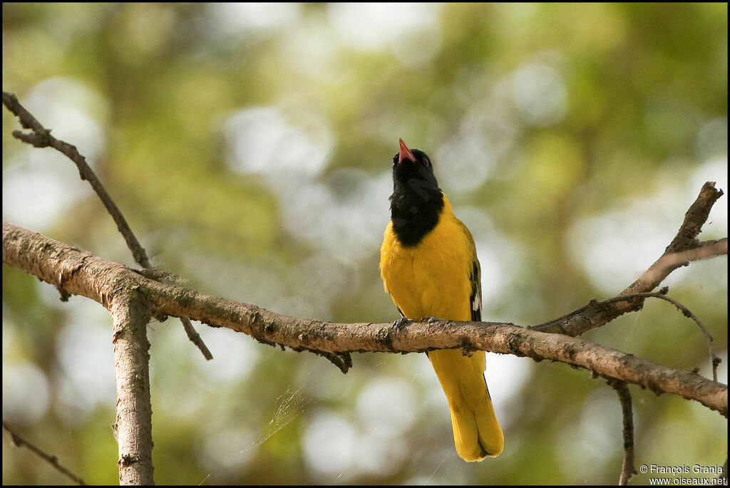 Black-headed Oriole