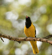 Black-headed Oriole