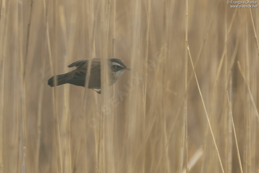 Moustached Warbler