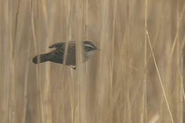 Moustached Warbler