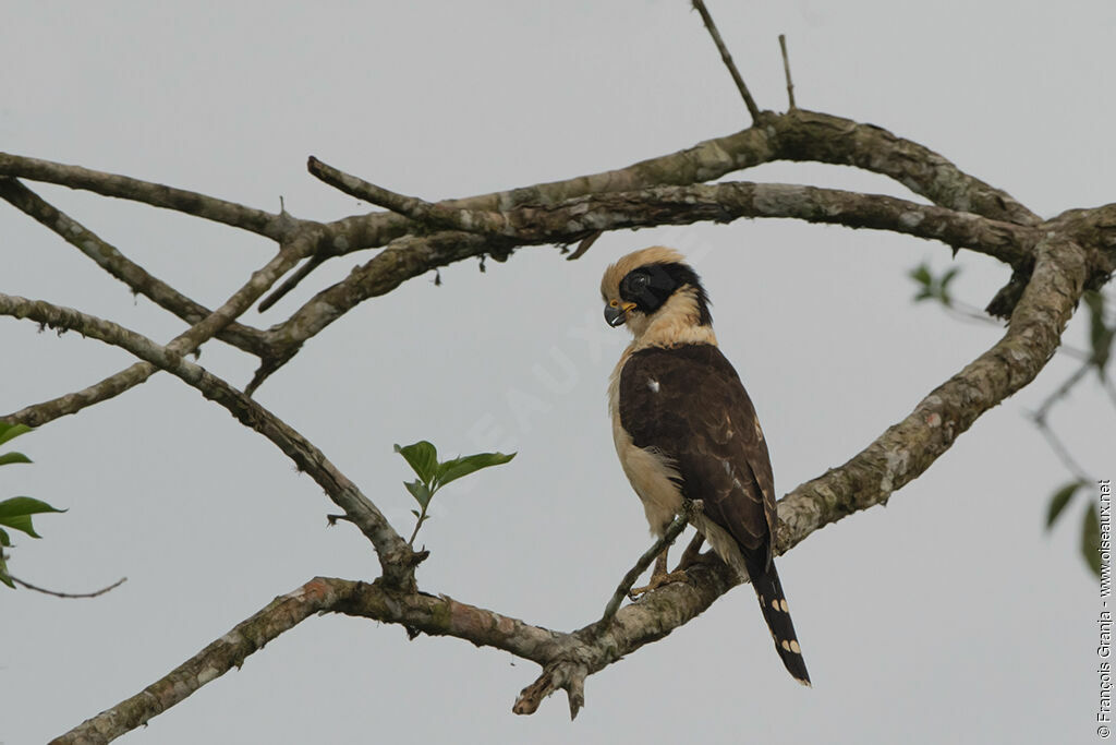 Laughing Falcon