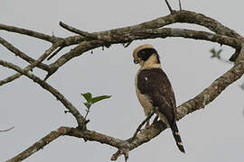 Laughing Falcon