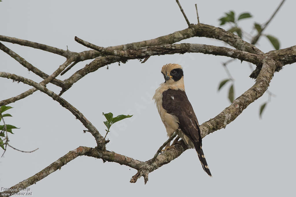 Macagua rieuradulte, identification