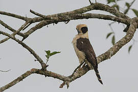 Laughing Falcon