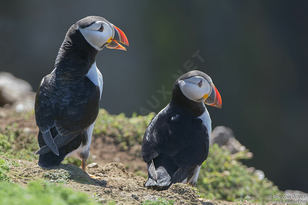 Atlantic Puffin 