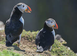 Atlantic Puffin