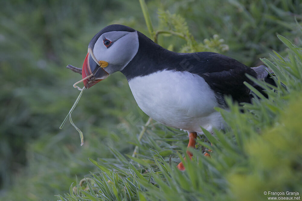 Atlantic Puffinadult