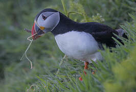 Atlantic Puffin