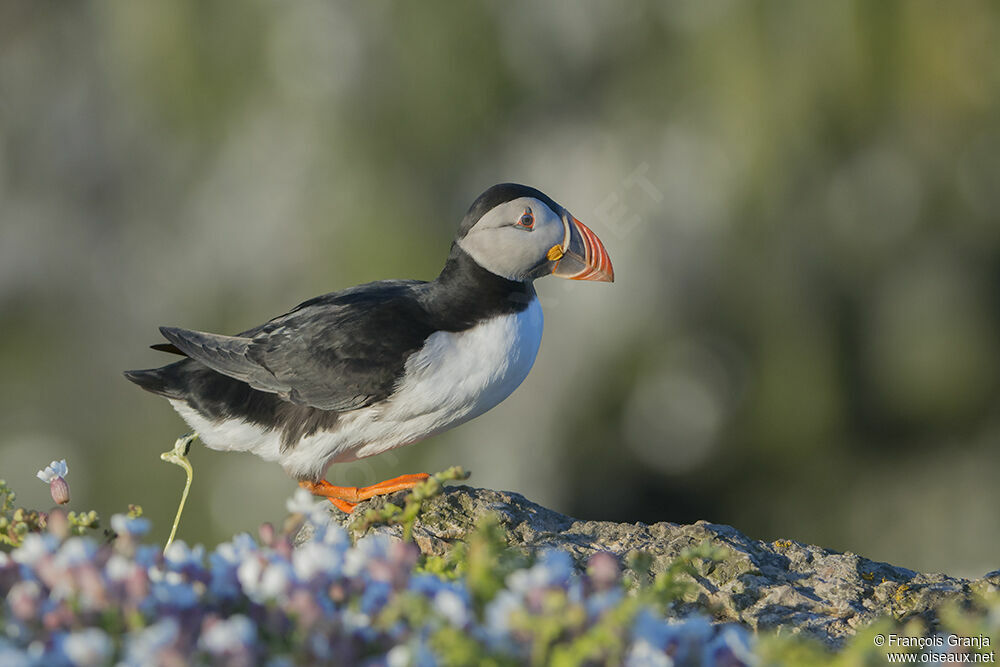 Atlantic Puffinadult