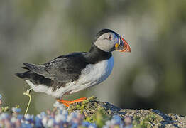 Atlantic Puffin