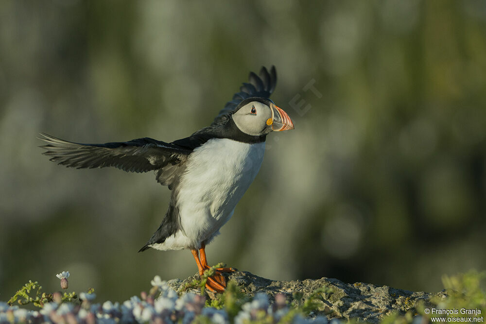 Atlantic Puffinadult