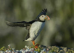 Atlantic Puffin