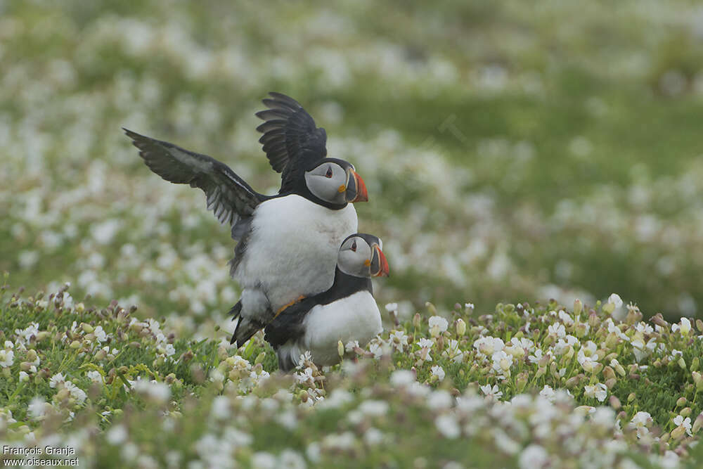 Atlantic Puffinadult, mating.