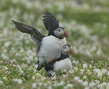 Atlantic Puffin