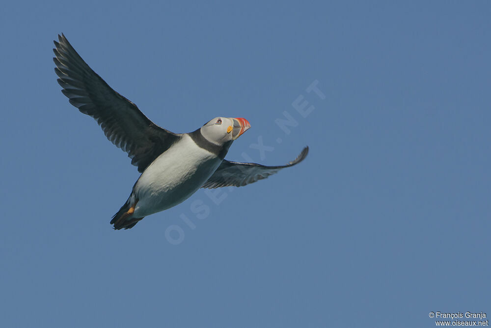 Atlantic Puffinadult, Flight