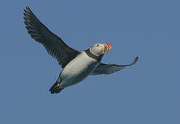 Atlantic Puffin