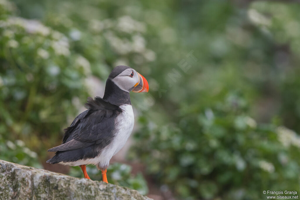 Atlantic Puffin