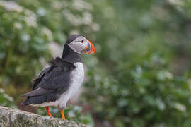 Atlantic Puffin