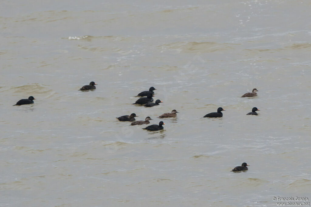 Common Scoter