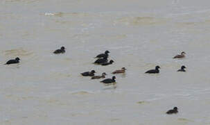 Common Scoter