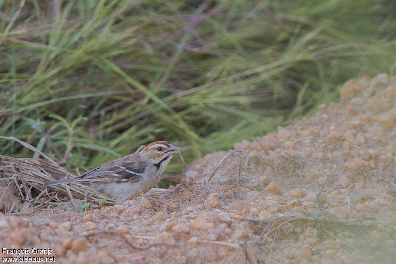 Chestnut-crowned Sparrow-Weaveradult, identification