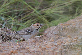 Chestnut-crowned Sparrow-Weaver