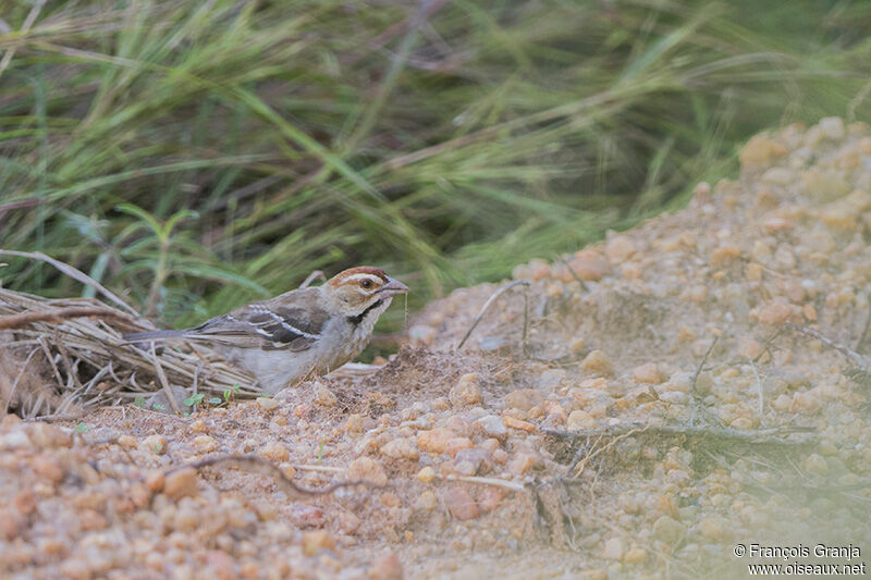 Chestnut-crowned Sparrow-Weaveradult