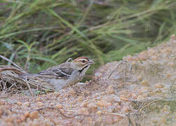 Chestnut-crowned Sparrow-Weaver