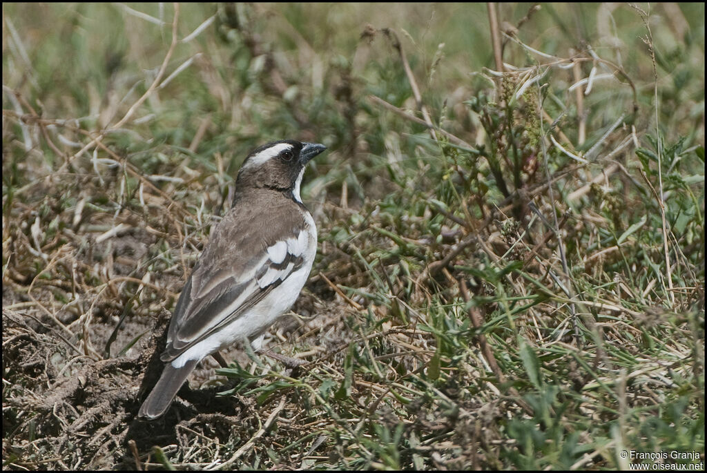 White-browed Sparrow-Weaver